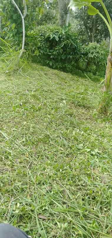 disewakan tanah desa angkah selemadeg