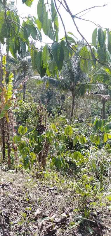 disewakan tanah desa angkah selemadeg