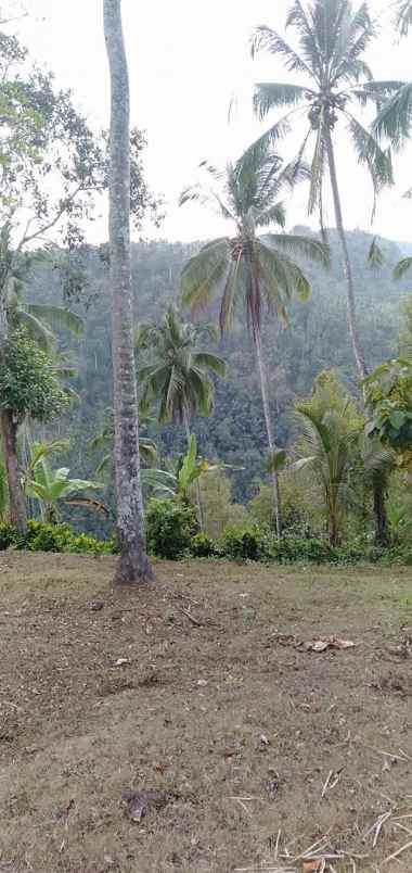 disewakan tanah desa angkah selemadeg