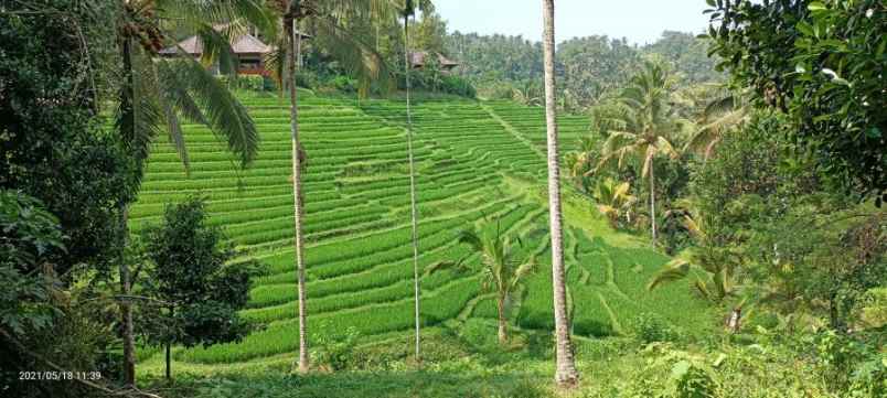 disewakan tanah gunung salak tabanan bali