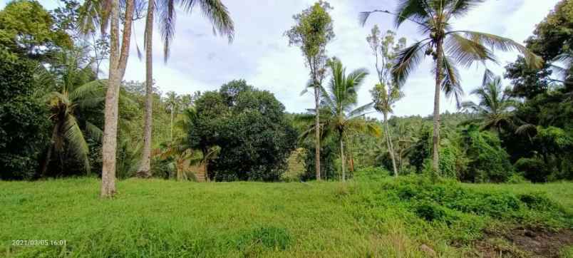 disewakan tanah gunung salak tabanan bali