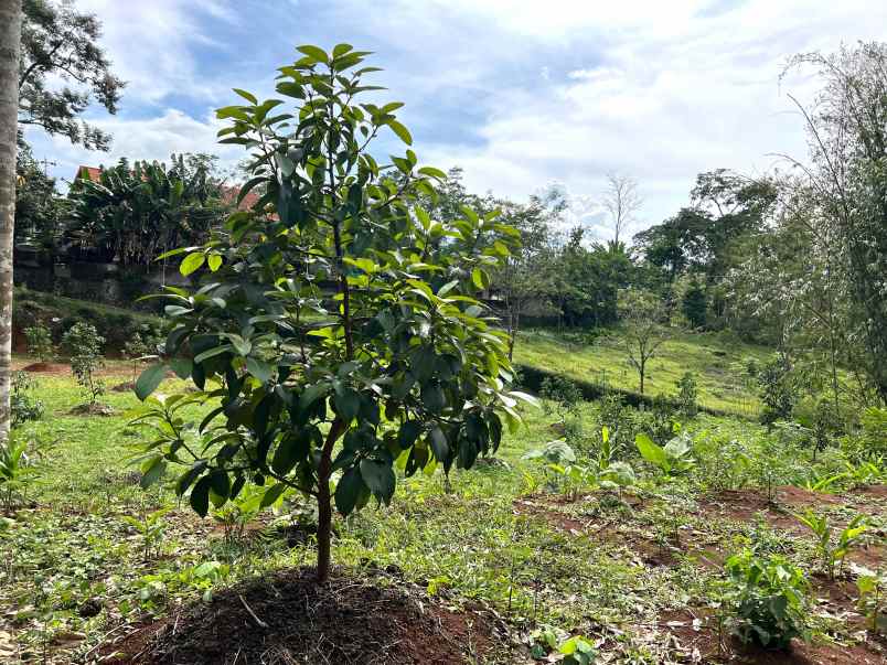 kebun alpukat 2100m udara sejuk karanganyar