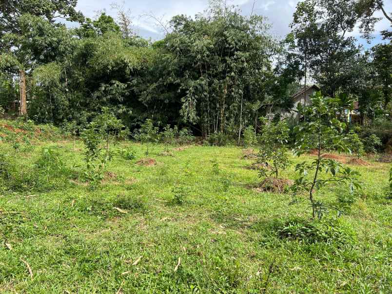 kebun alpukat 2100m udara sejuk karanganyar