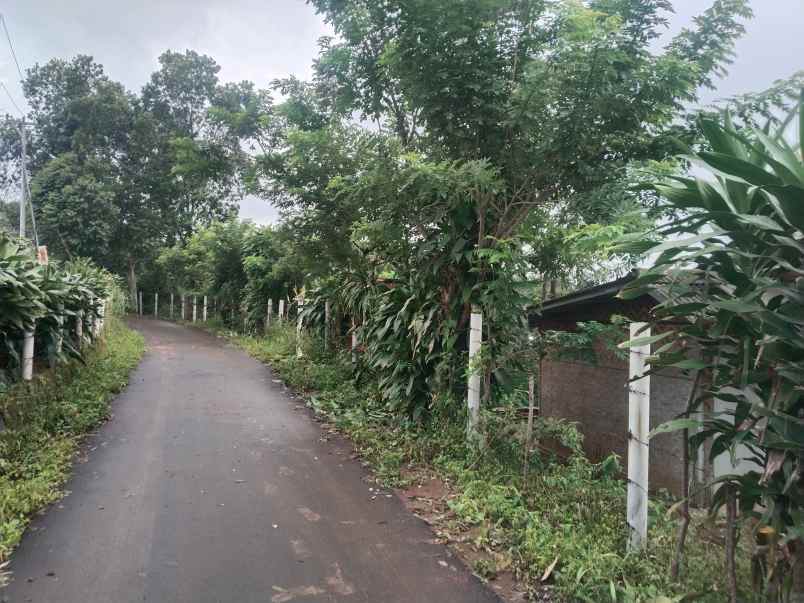 kebun produktif cijambe subang jawa barat