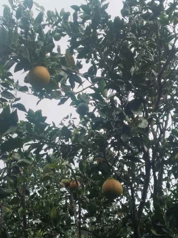 kebun produktif cijambe subang jawa barat