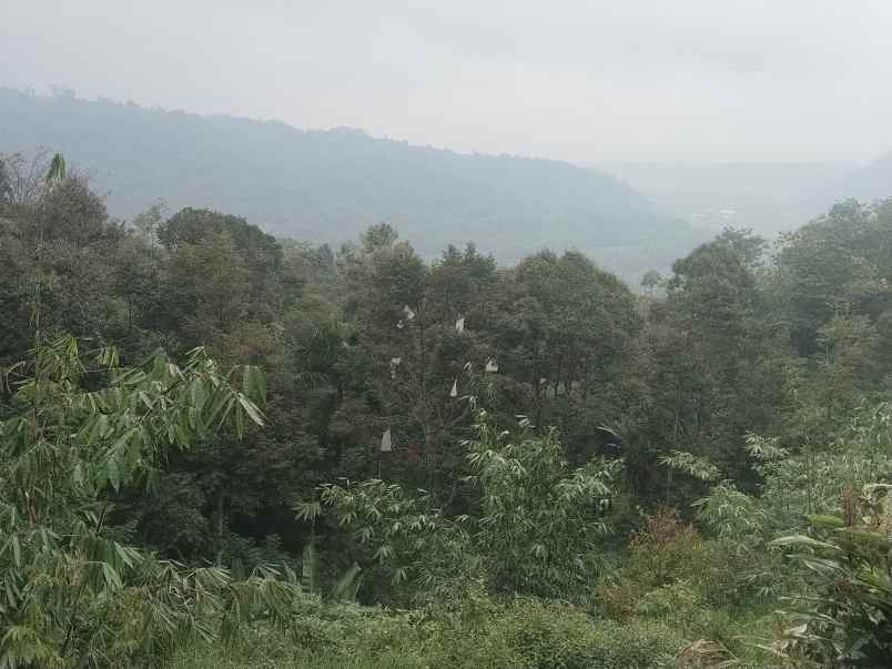 kebun produktif cijambe subang jawa barat