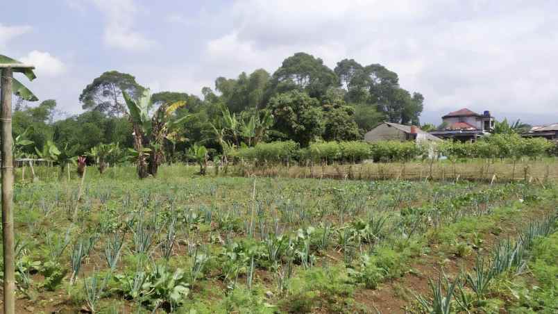 lahan kebun aktif siap bangun lokasi strategis