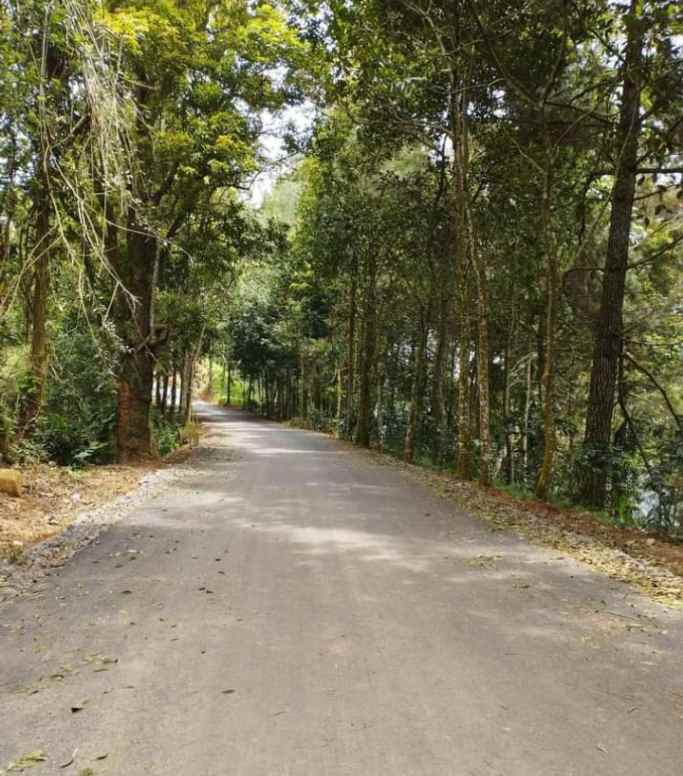 rumah kayu kebun produktif daerah bukanagara subang