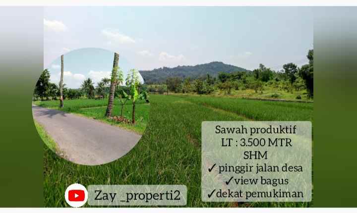 sawah produktif daerah cijambe subang jawa barat