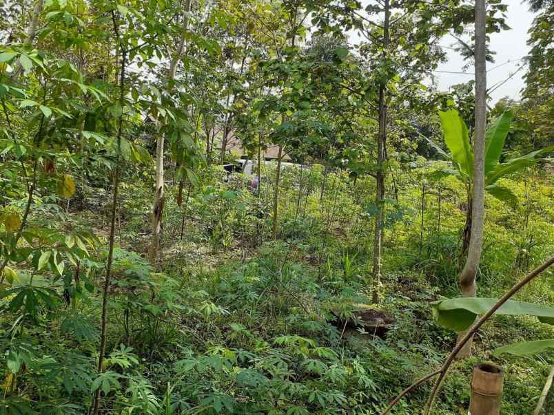 tanah buat usaha kost kostan di sci salatiga