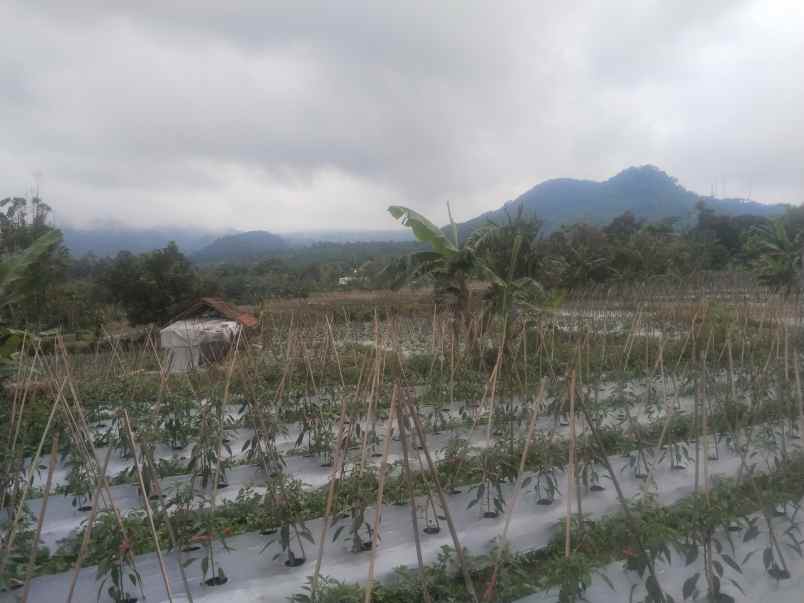 tanah daerah ciater subang jawa barat
