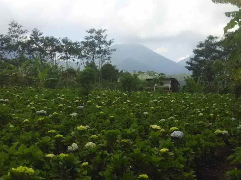 tanah di kedungu view sawah 15 menit dari canggu bali