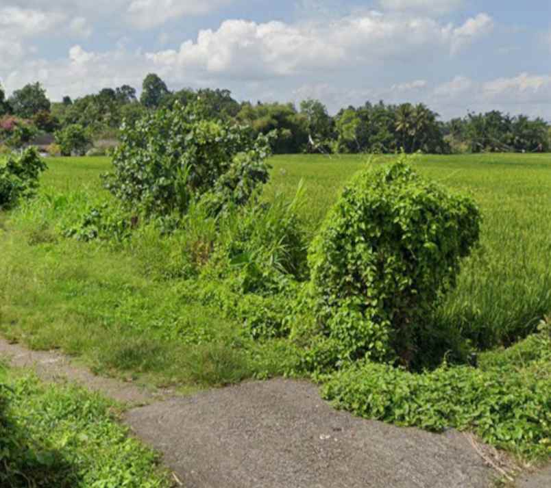 tanah di kedungu view sawah 15 menit dari canggu bali