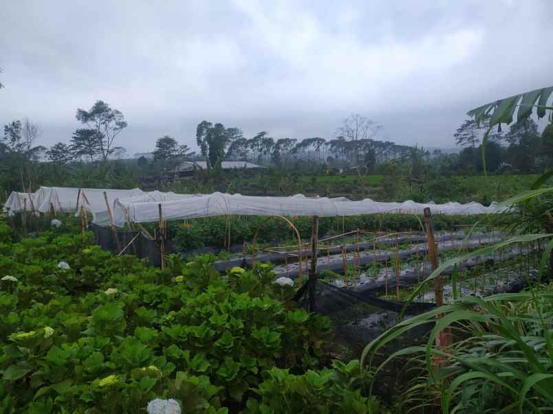 tanah di kedungu view sawah 15 menit dari canggu bali