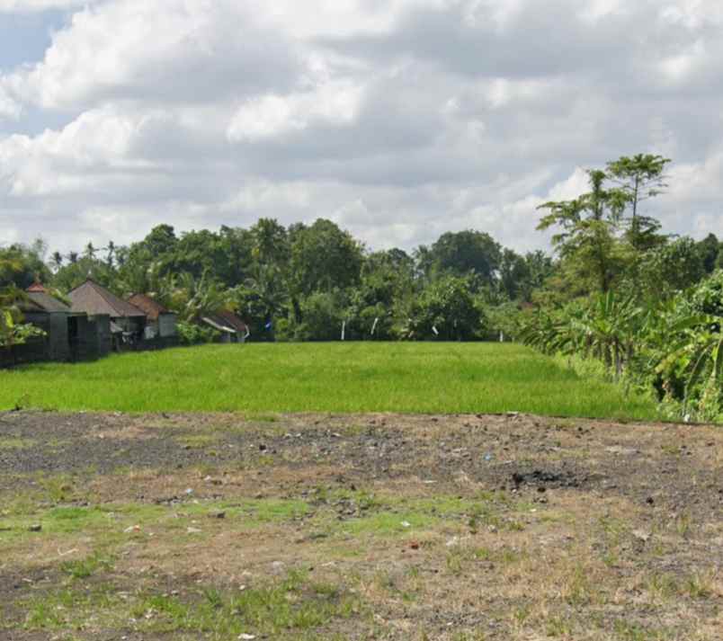 tanah di kedungu view sawah 15 menit dari canggu bali