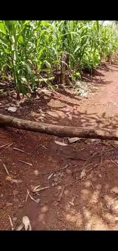 tanah kebun 5 ha di antang makassar