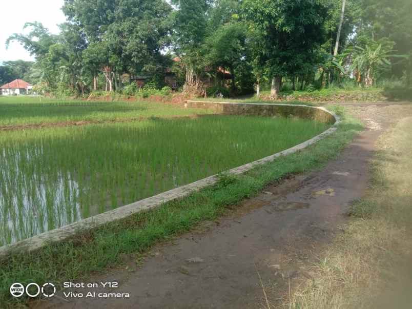 tanah kebun dan sawah pinggir jln desa