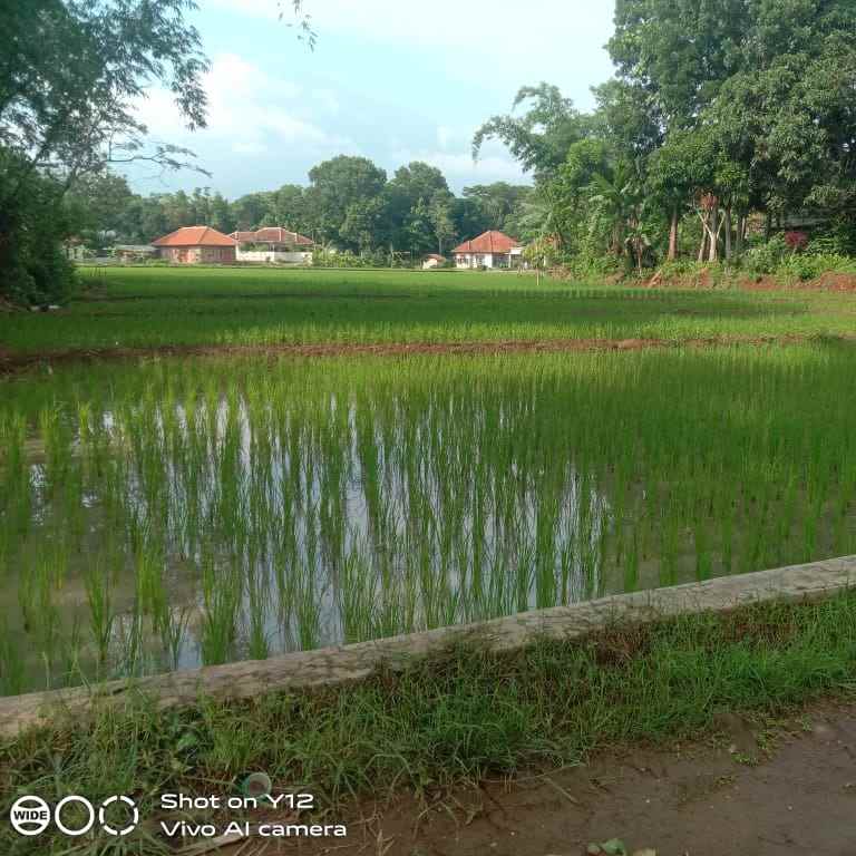 tanah kebun dan sawah pinggir jln desa