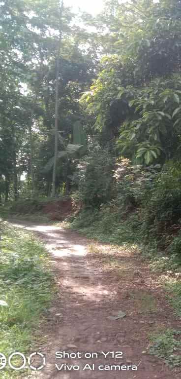 tanah kebun dan sawah pinggir jln desa