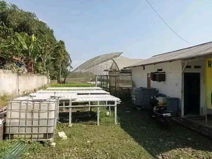tanah kebun hidroponik investasi kebun sayuran bogor