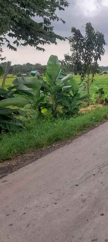 tanah kebun rata dan strategis