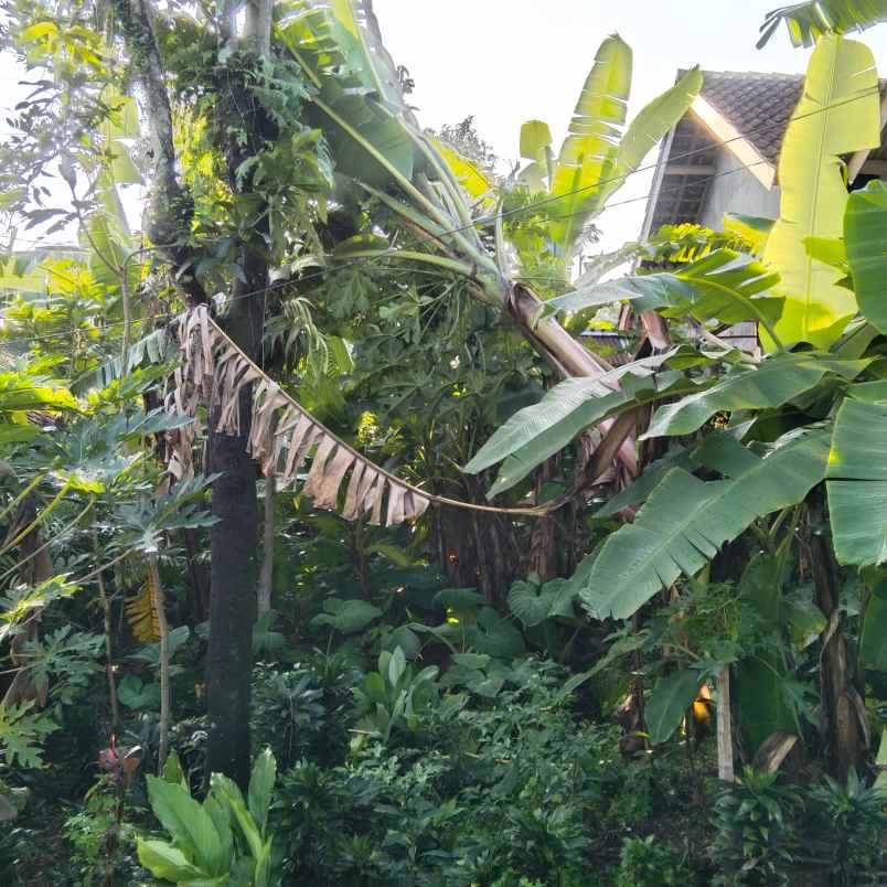 tanah pekarangan desa kesiman trawas