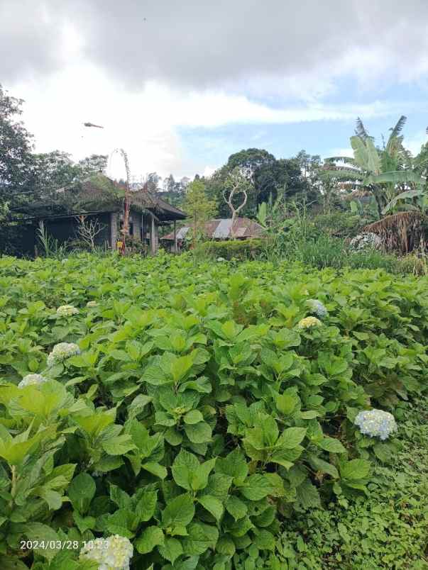 tanah perkebunan 3 kilometer dari munduk moding bali