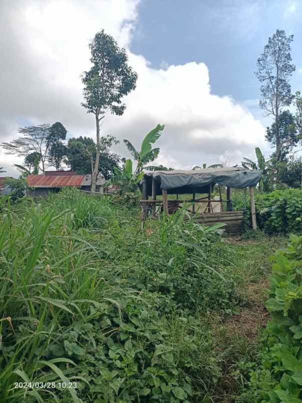 tanah perkebunan 3 kilometer dari munduk moding bali