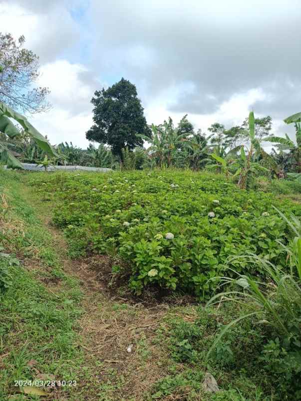 tanah perkebunan 3 kilometer dari munduk moding bali