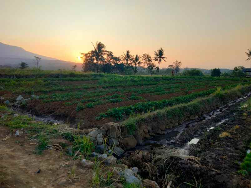 tanah sawah view gunung dijual