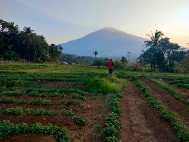 tanah sawah view gunung dijual