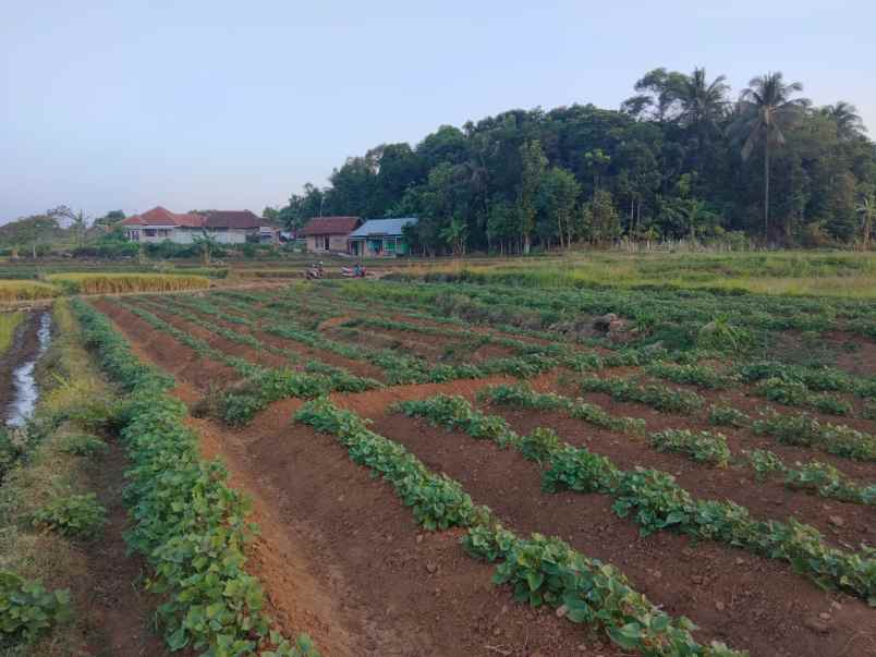 tanah sawah view gunung dijual