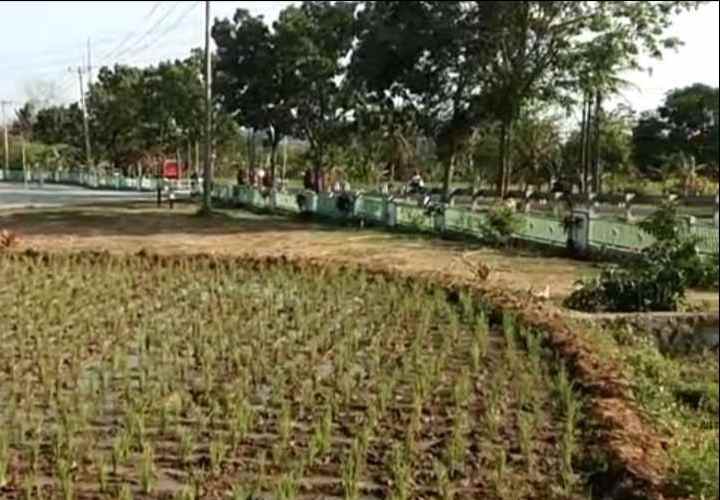 tanah sawah view gunung dijual di mandirancan