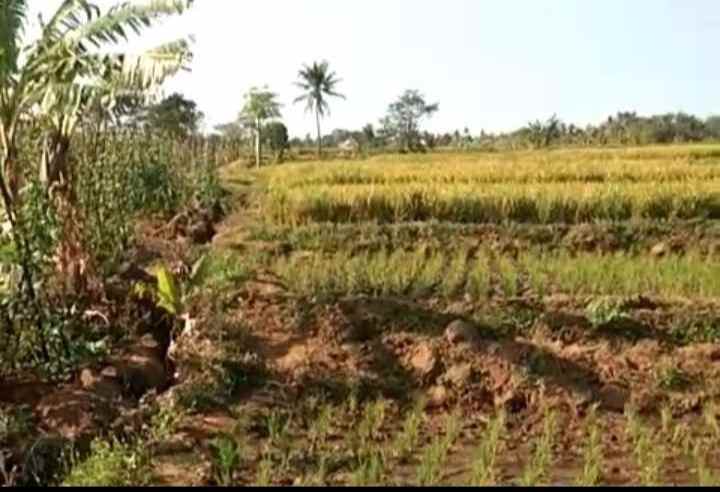 tanah sawah view gunung dijual di mandirancan