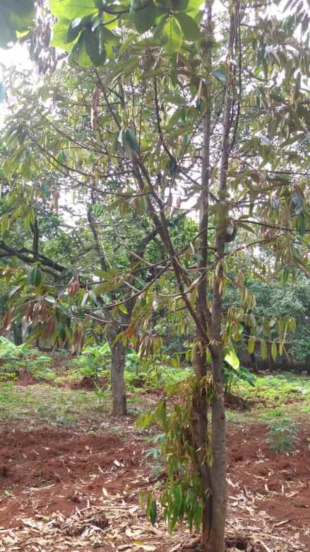 tanah sumur binong jatirangga