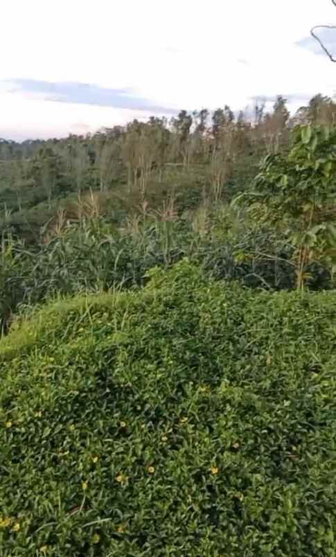 tanah untuk kandang kabupaten batang