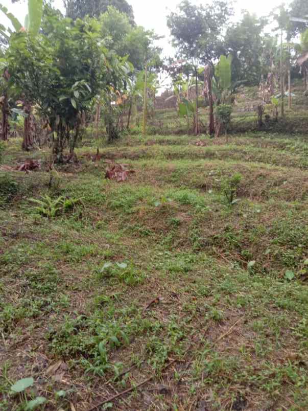 tanah view sawah di lukluk badung 20 menit ke canggu