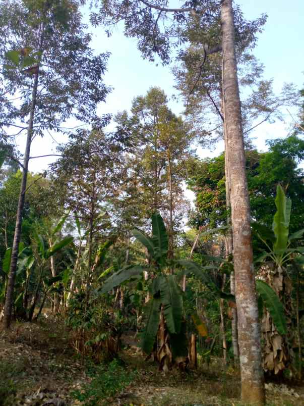 dijual kebun durian 1100m mojogedang karanganyar