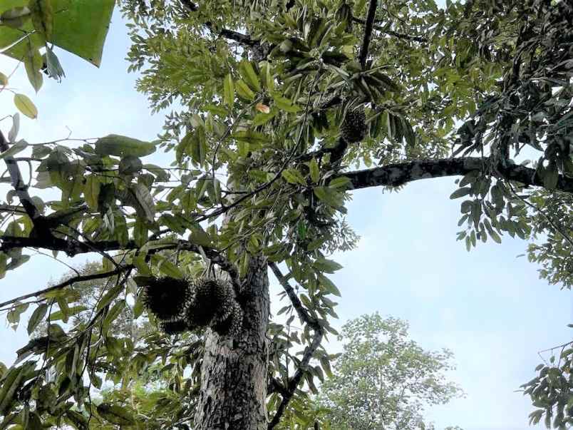 dijual kebun durian bonus rumah joglo karanganyar