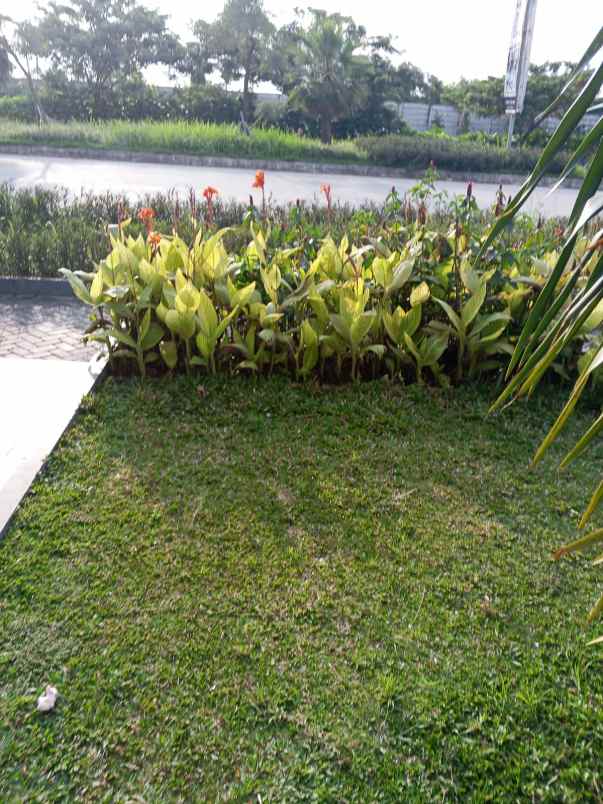 dijual rumah jalan belouvard cinity
