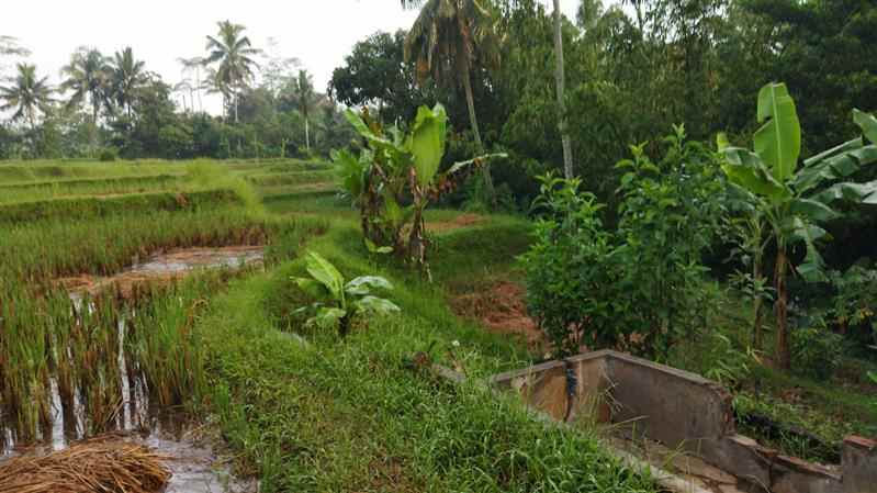 dijual sawah strategis murah di tasikmalaya