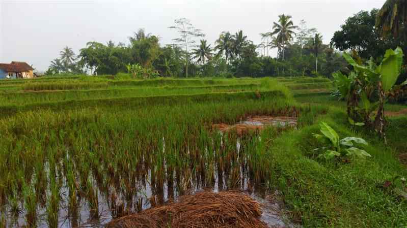 dijual sawah strategis murah di tasikmalaya