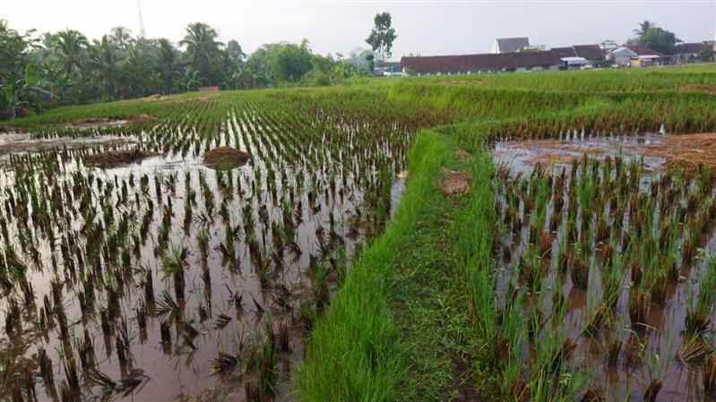 dijual sawah strategis murah di tasikmalaya