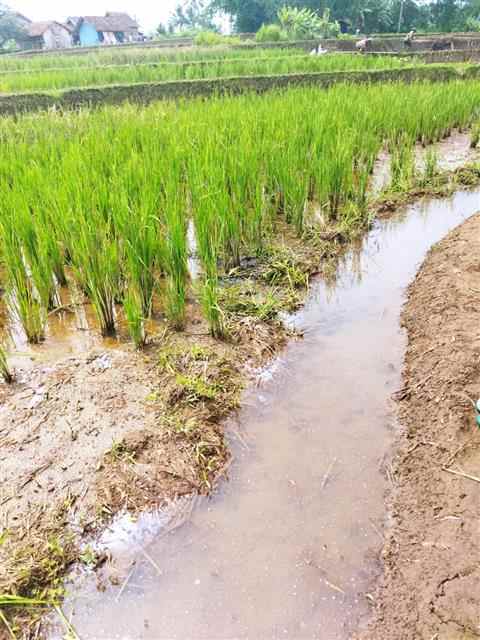 dijual sawah strategis murah di tasikmalaya