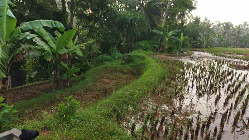 dijual sawah strategis murah di tasikmalaya