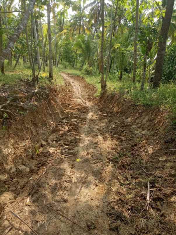 dijual tanah 85 ha di pandeglang banten