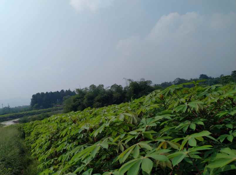 dijual tanah bogor kota sentul city