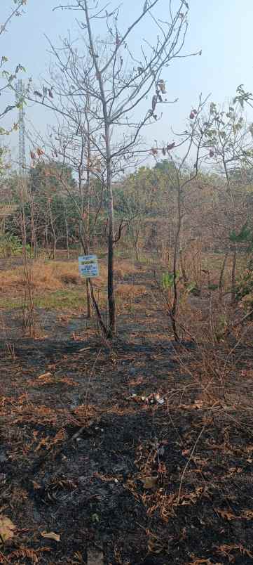 dijual tanah dawarblandong