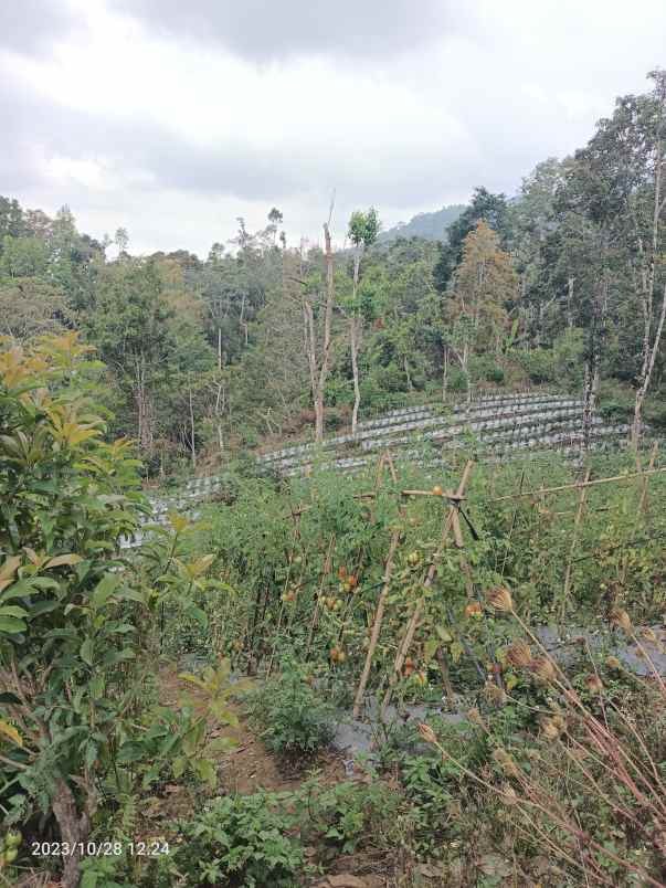 dijual tanah gesing buleleng bali