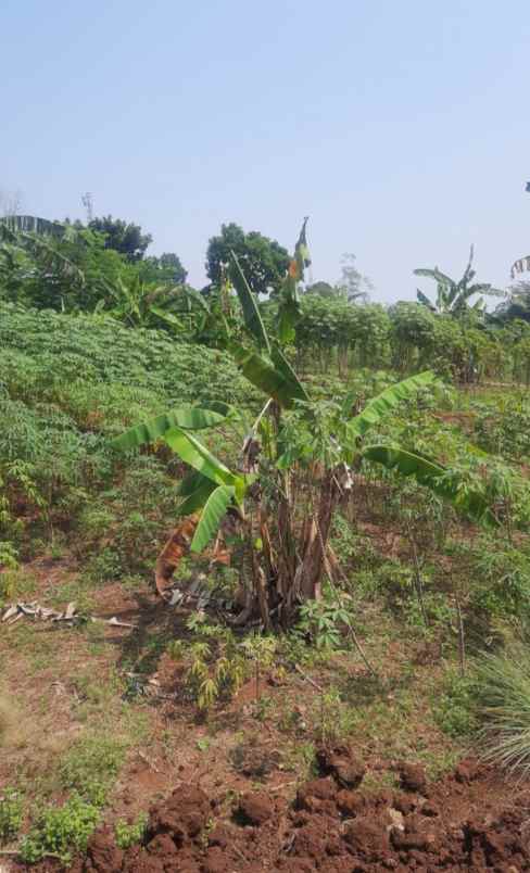 dijual tanah jl kalisuren